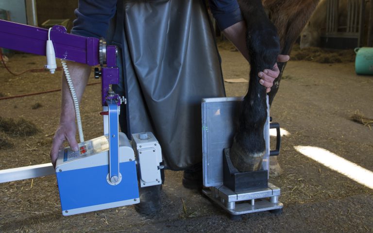 horse veterinarian working with health horse